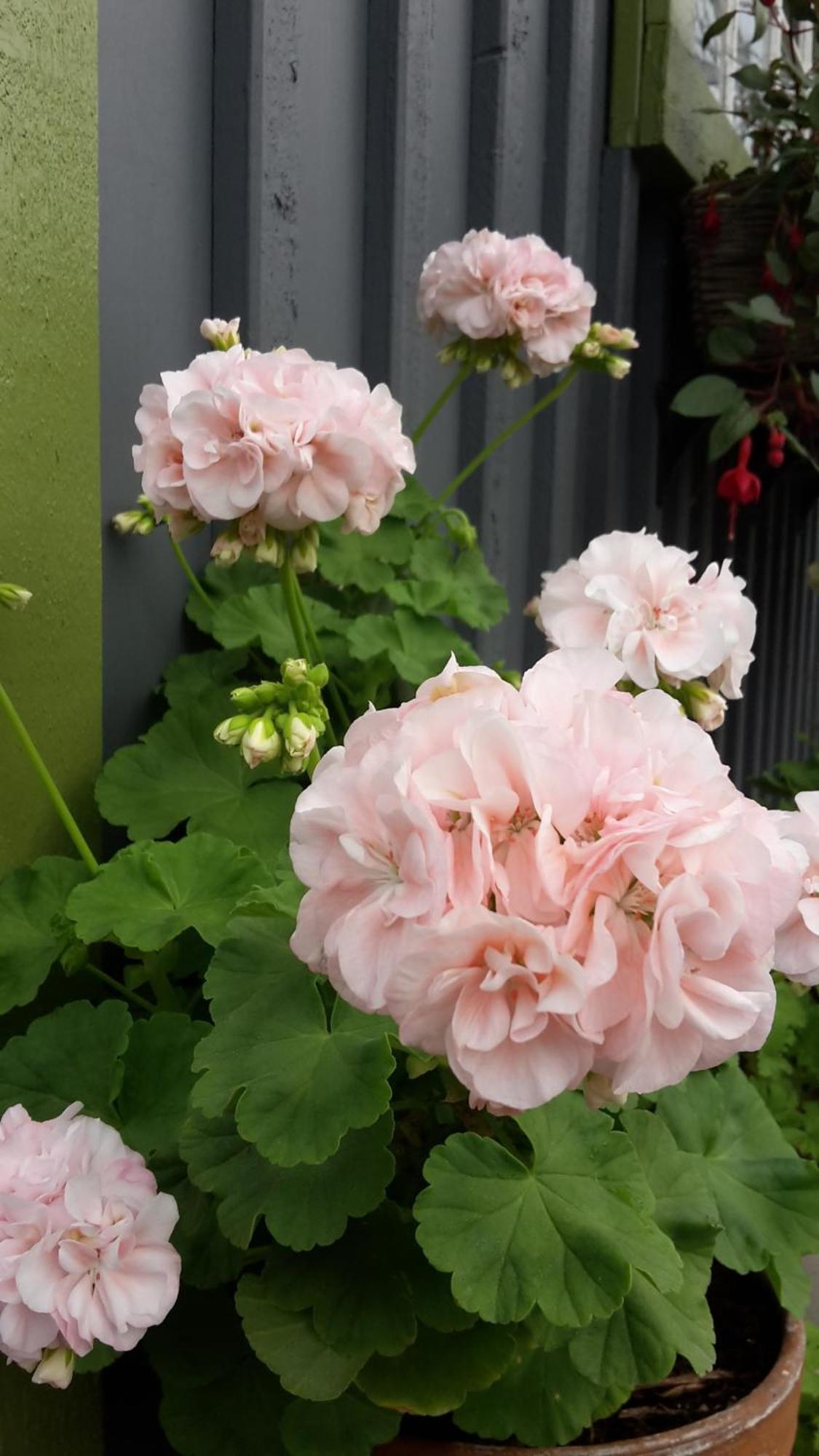 Soergardens Logi Bed & Breakfast Härnösand Dış mekan fotoğraf
